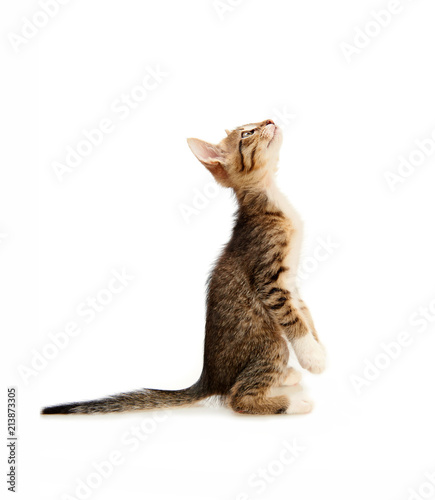 Kitten on a white background