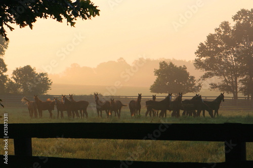 Obraz na płótnie misty bluegrass