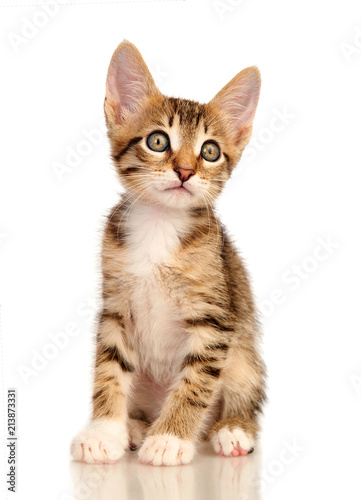 Kitten on a white background