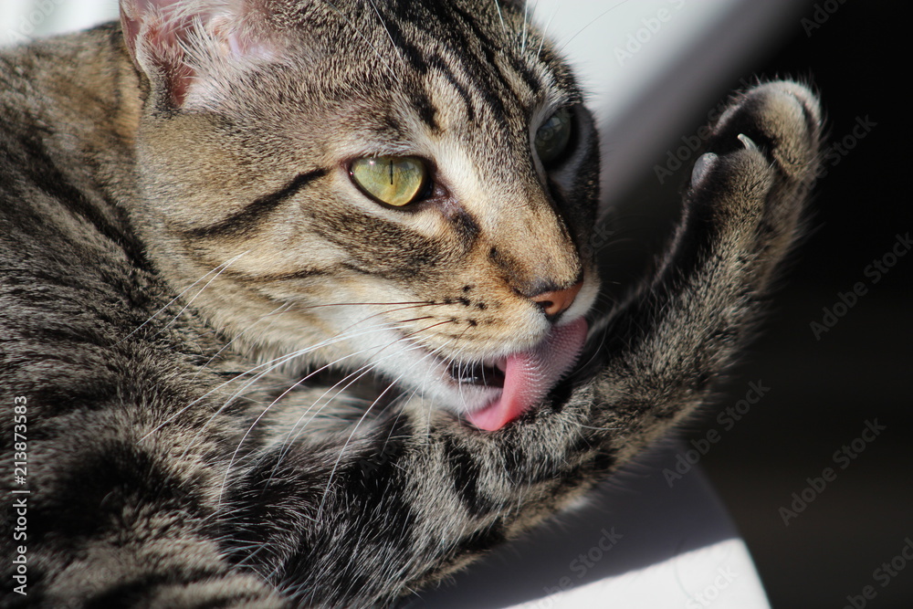 Obraz premium banho de gato