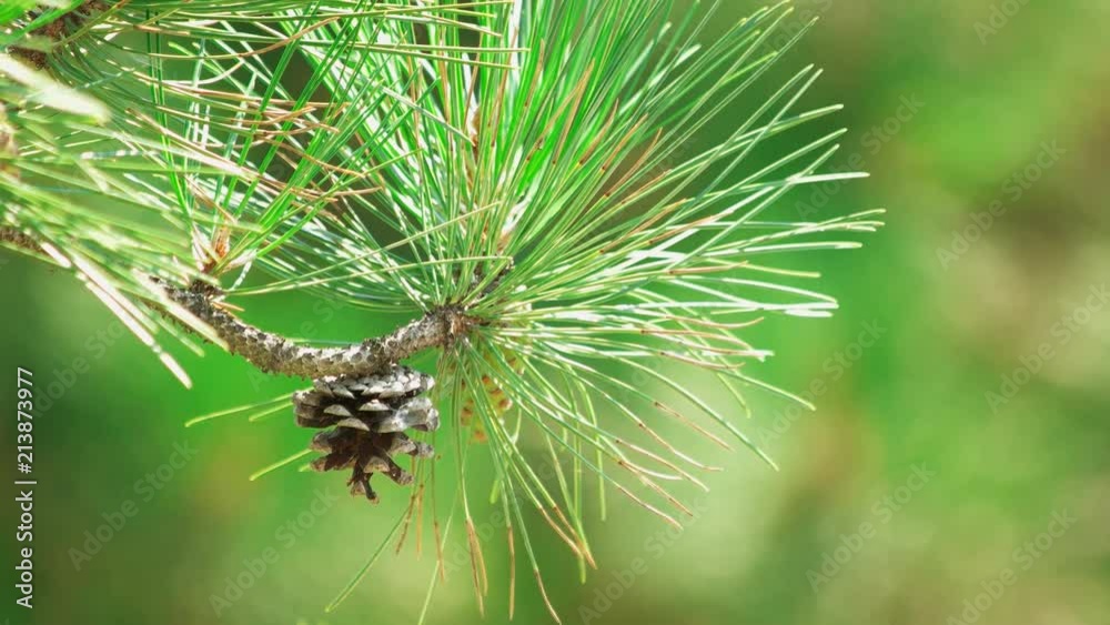 Pine cone on a tree. Close-up of pine cone and needles. Pine cone on a tree. Close-up of pine cone and needles.