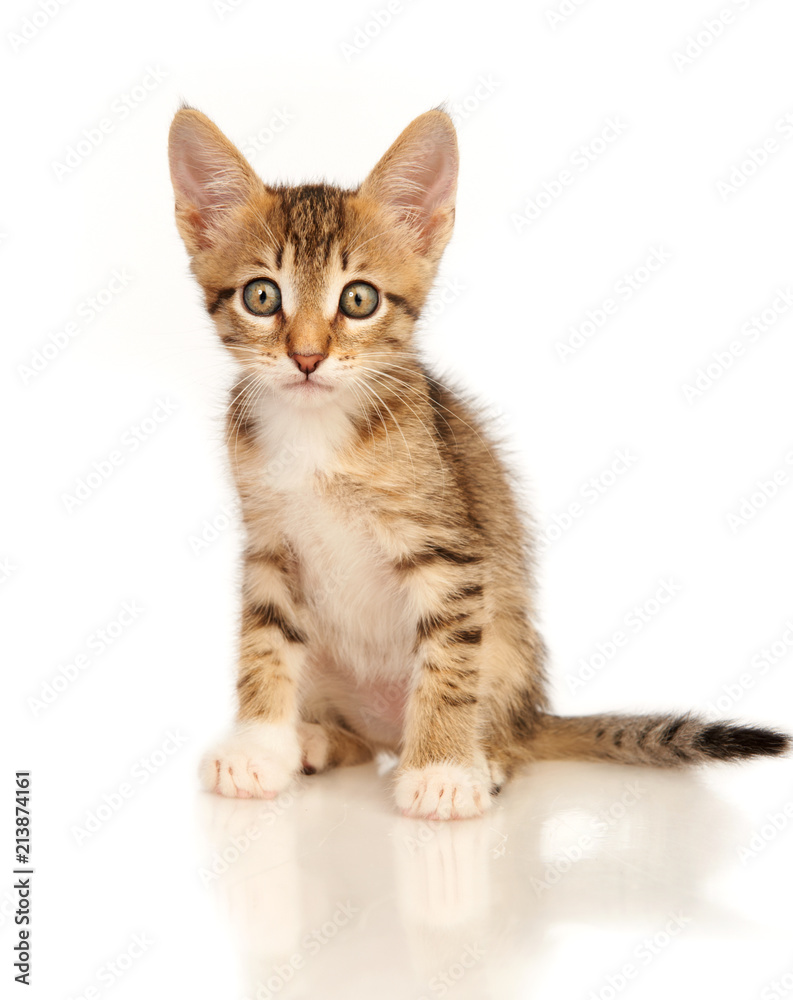Obraz premium Kitten on a white background