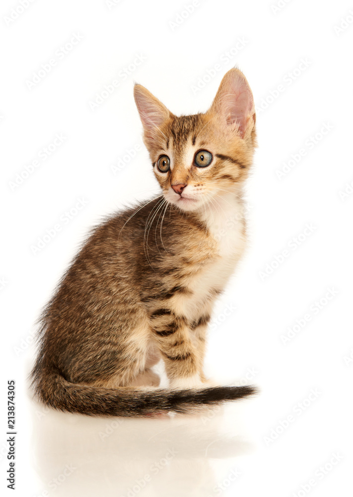 Fototapeta premium Kitten on a white background