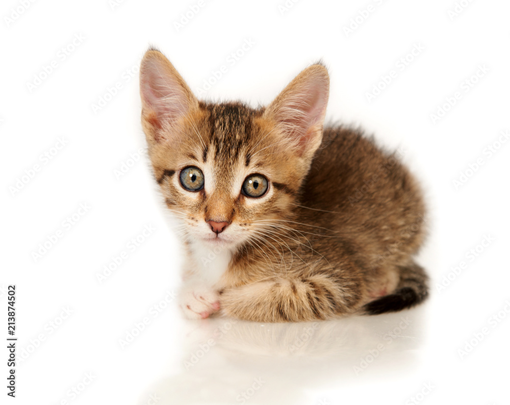 Obraz premium Kitten on a white background
