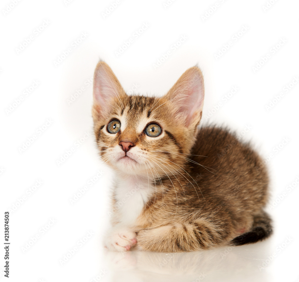 Kitten on a white background Kitten on a white background