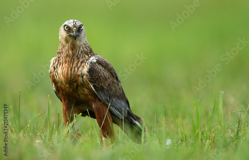 Marsh harrier (Circus aeruginosus) - male