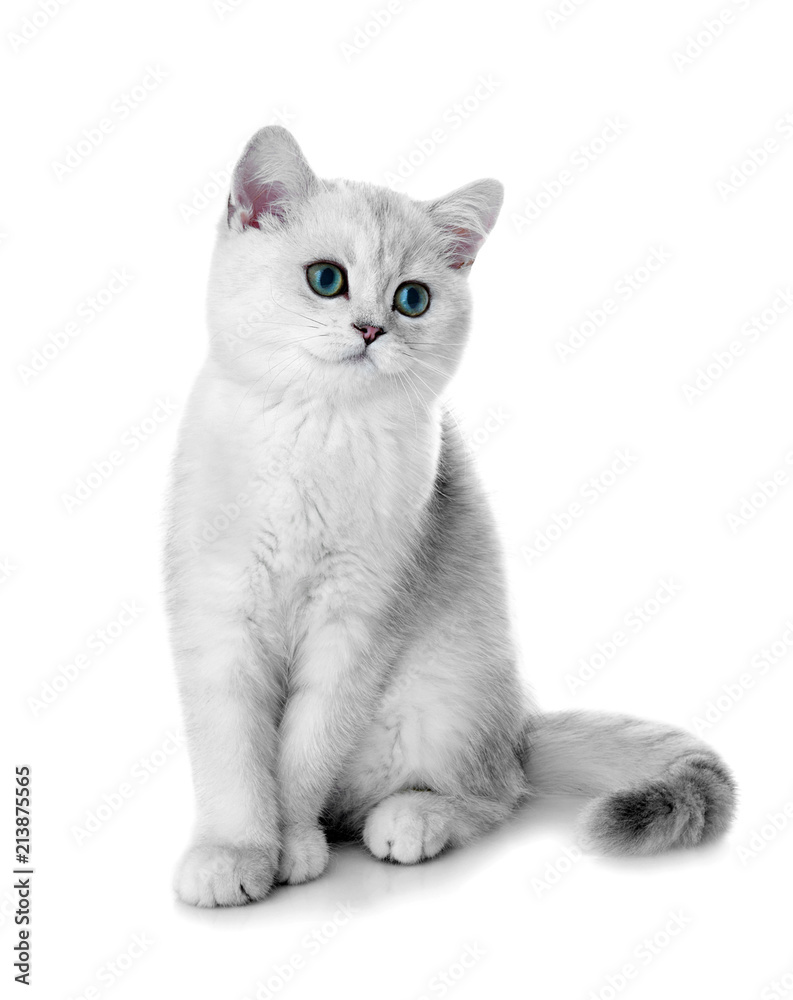 Kitten of the British breed. Rare coloring - a silvery chinchilla