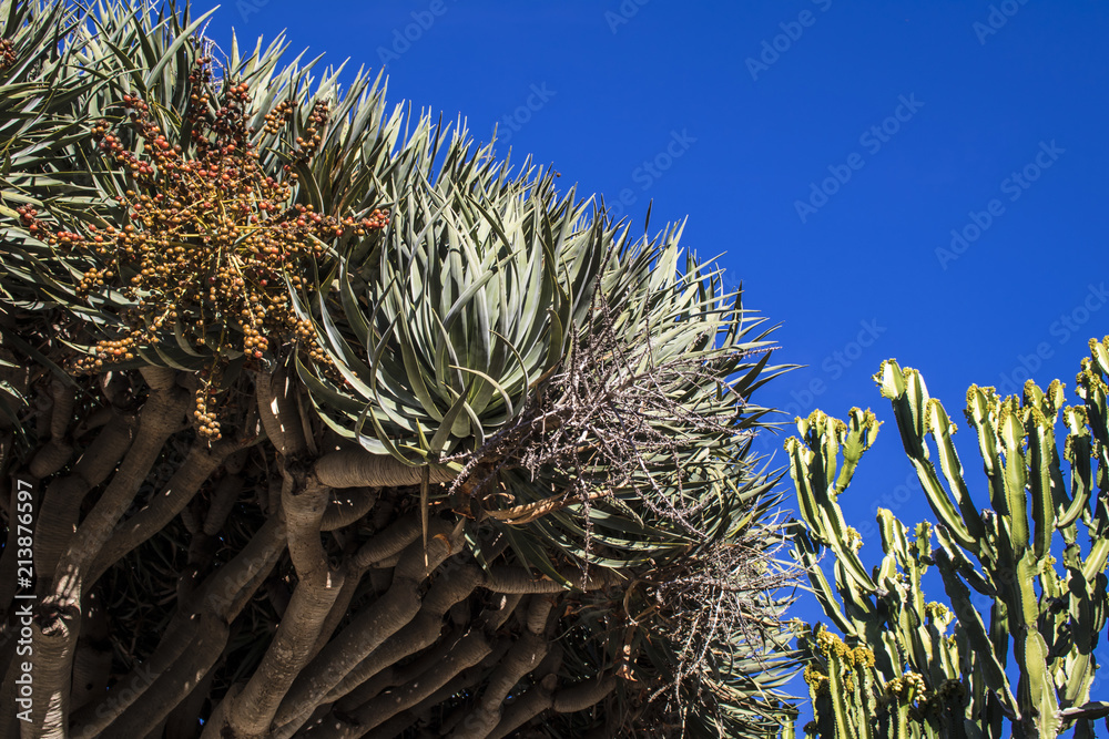 Beautiful Aloe Bainesii Tree Growing Next to a Candelabra Cactus in San Diego, California, USA Beautiful Aloe Bainesii Tree Growing Next to a Candelabra Cactus in San Diego, California, USA