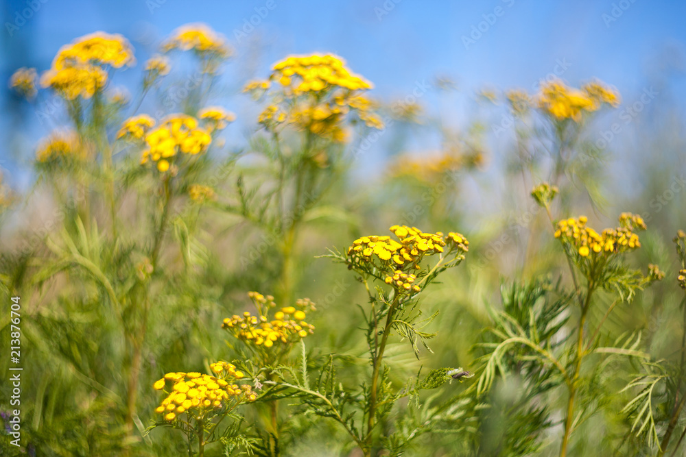 Yellow summer wildflowers. 