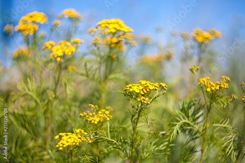 Yellow summer wildflowers. 