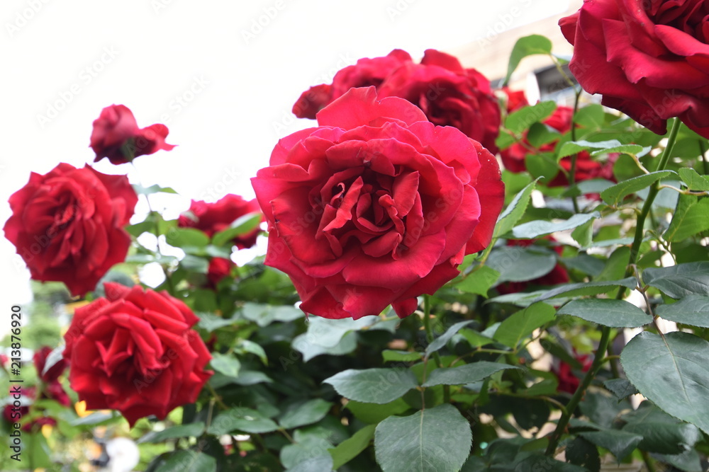 薔薇 薔薇