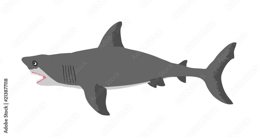 Shark vector illustration isolated on white background. Shark vector illustration isolated on white background.