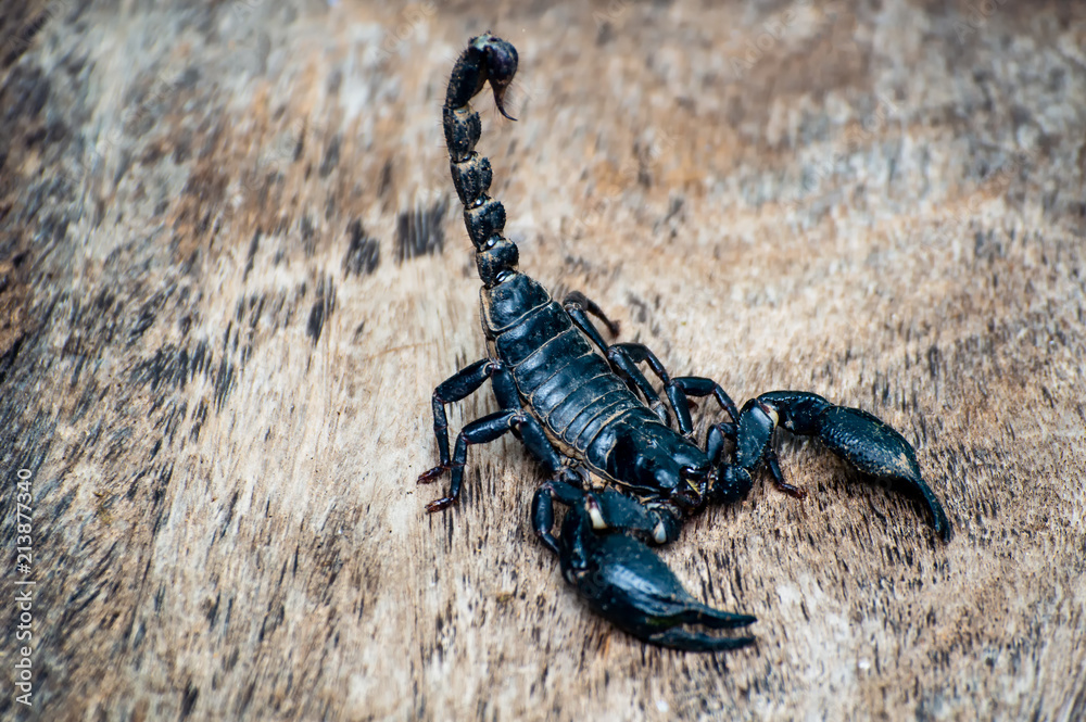 Extreme Macro close up the Giant Forest Scorpion (Heterometrus) with Black Background nature background Extreme Macro close up the Giant Forest Scorpion (Heterometrus) with Black Background nature background