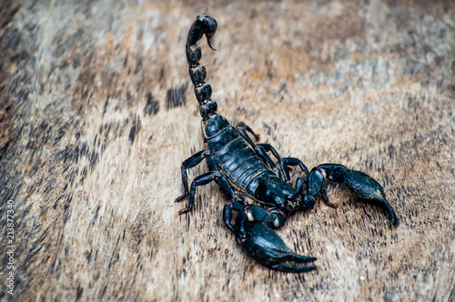  Extreme Macro close up the Giant Forest Scorpion  Heterometrus  with Black Background nature background
