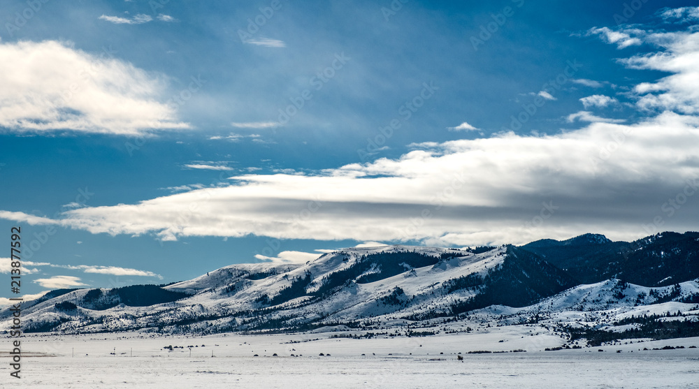 Winter Beauty