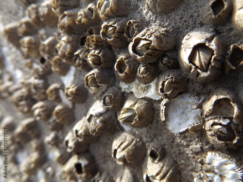 Closeup of barnacles on post at dock. photo