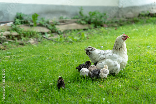 Little chicks with mother chicken walking on grass