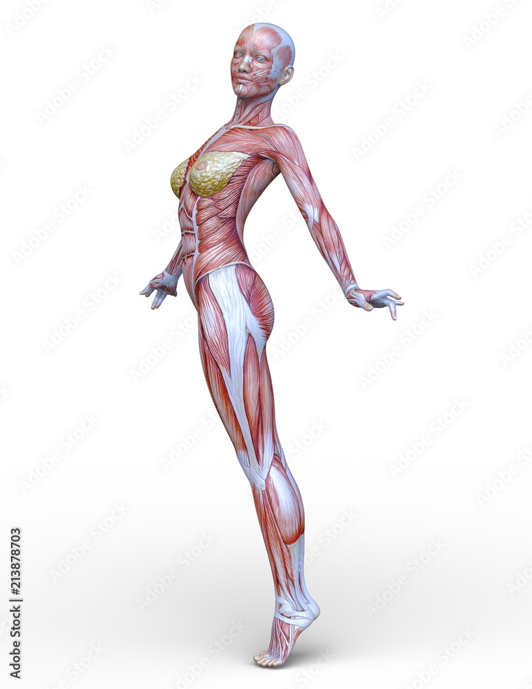 女性人体模型Stock Illustration | Adobe Stock