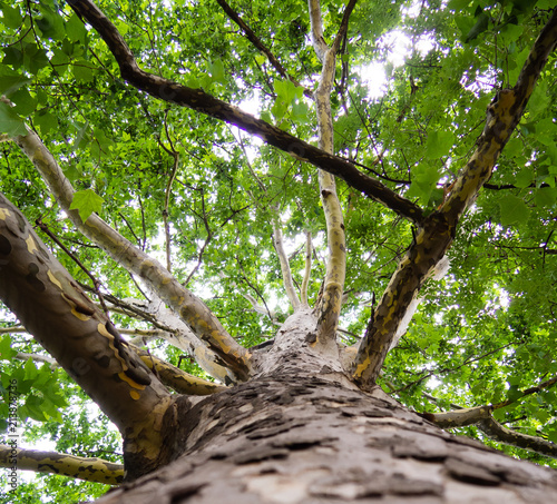 Big sycamore tree - low angle shot