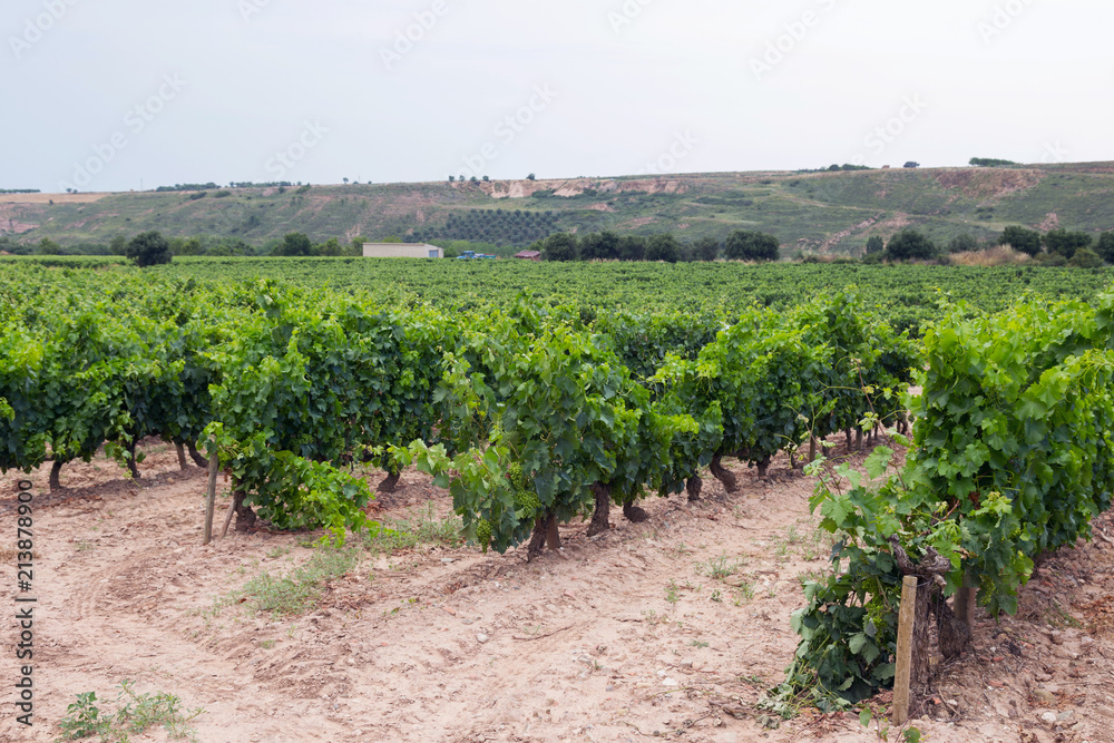 Summer vineyard in La Rioja, Spain. Shot in August.