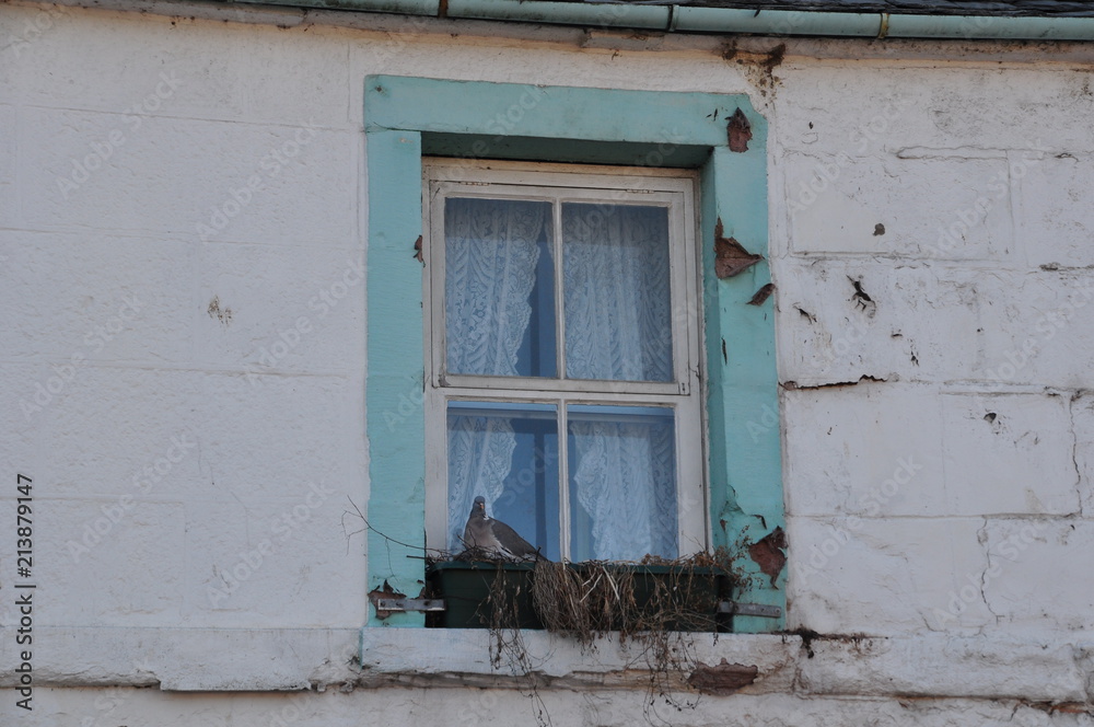 the window with a wooden frame of blue against the white house. On the window-sill a pigeon made a nest.
