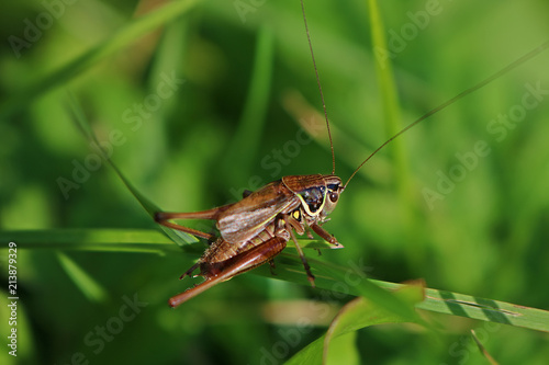 Big brown grasshopper with wings and antenna on a blade of grass on meadow on a warm day of summer.  Metrioptera roeselii in wild environment. © Anastazja Kot
