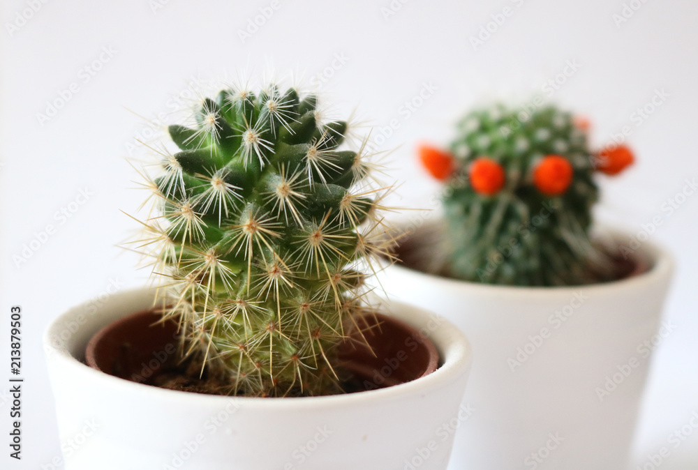 Small, isolated beehive cactus in a white pot with another cactus in the background.