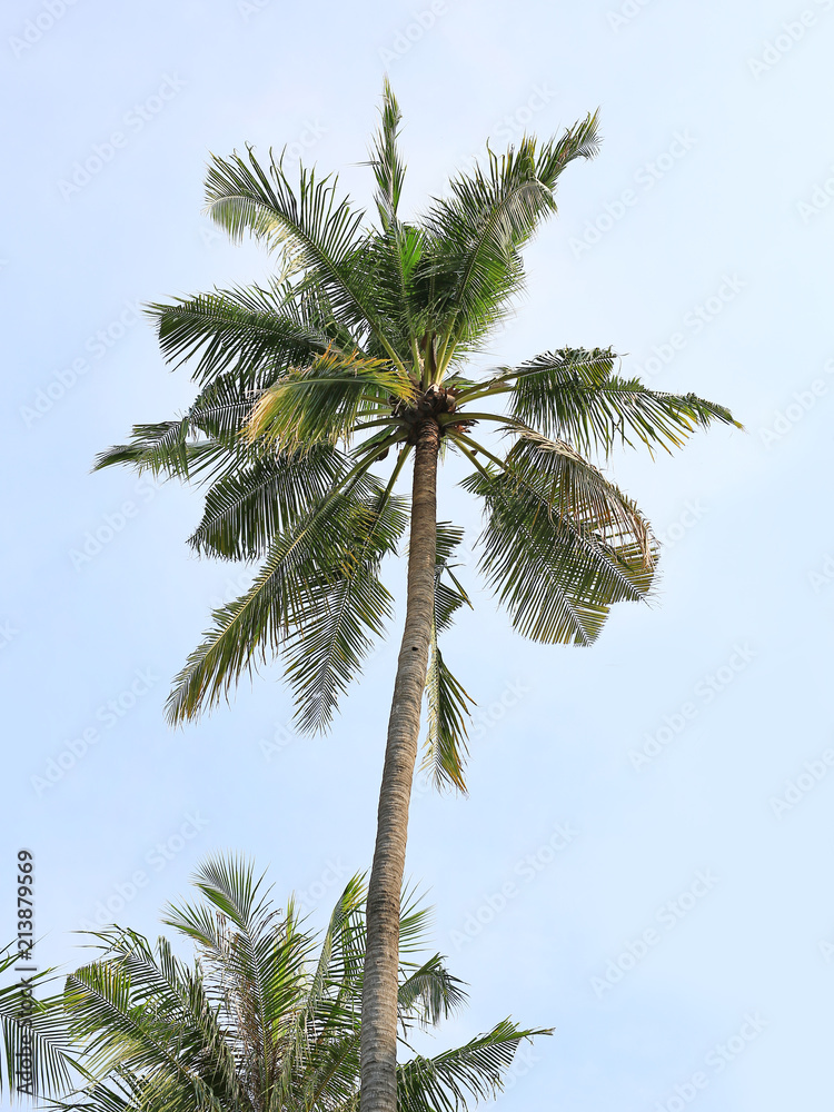 Coconut tree over blue sky. Coconut tree over blue sky.