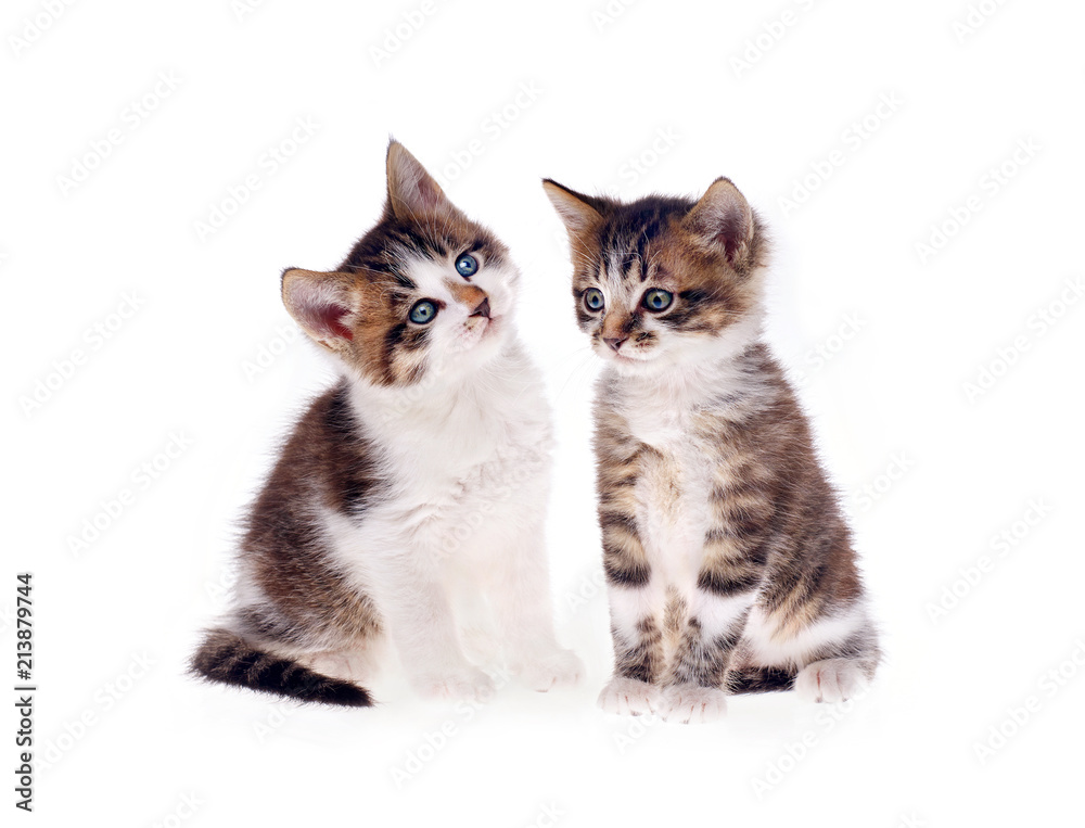 cats on a white background