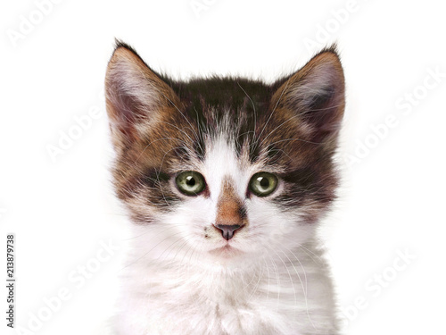 Fototapeta Naklejka Na Ścianę i Meble -  cat on a white background