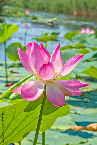 Pink lotus flower on the pond in the backlight  close-up