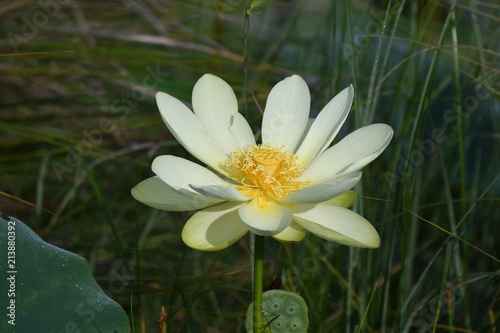 Water Flower 