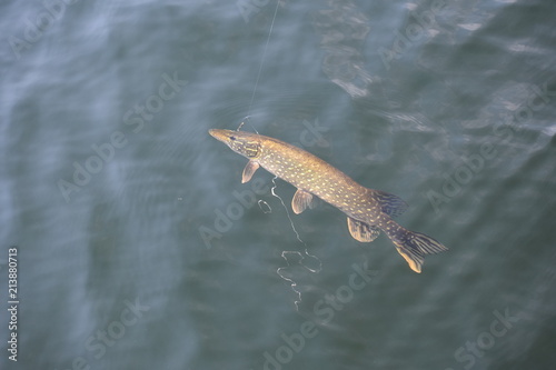 Fishing A Pike