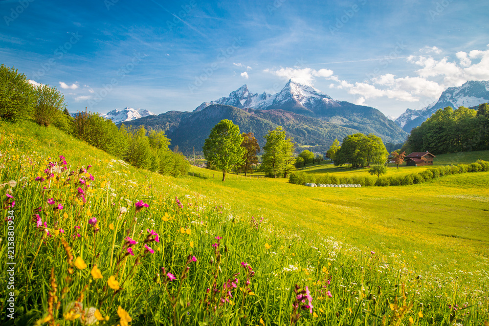 Idyllic mountain scenery in the Alps with blooming meadows in springtime