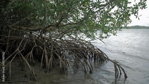 Mangrove05