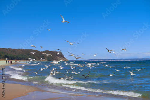 Seagulls hunt for small fish in the shallow Baltic Sea next to Baabe village on island Rugen