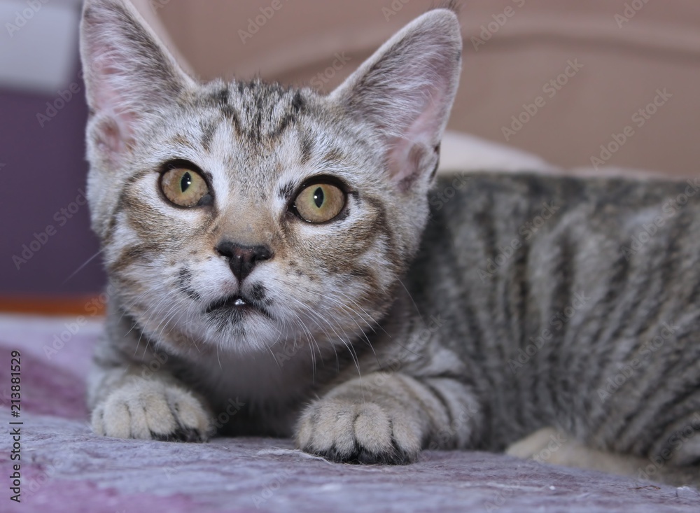 BROWN TABBY KITTEN BROWN TABBY KITTEN