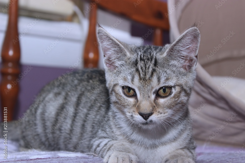 Obraz premium BROWN TABBY KITTEN