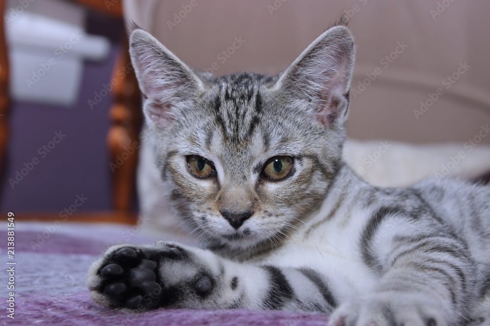 BROWN TABBY KITTEN