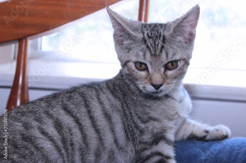 BROWN TABBY KITTEN