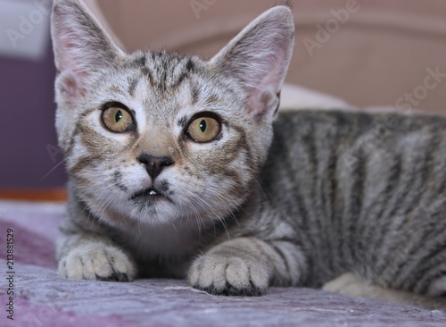 BROWN TABBY KITTEN