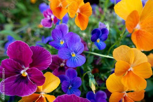 Floral Colour Explosion