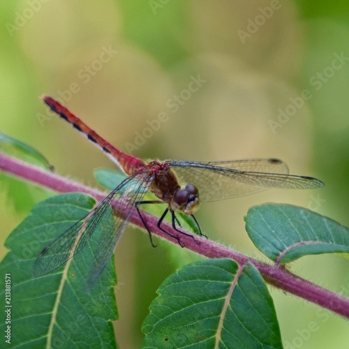 red tailed dragonfly on plants with red stem close-up