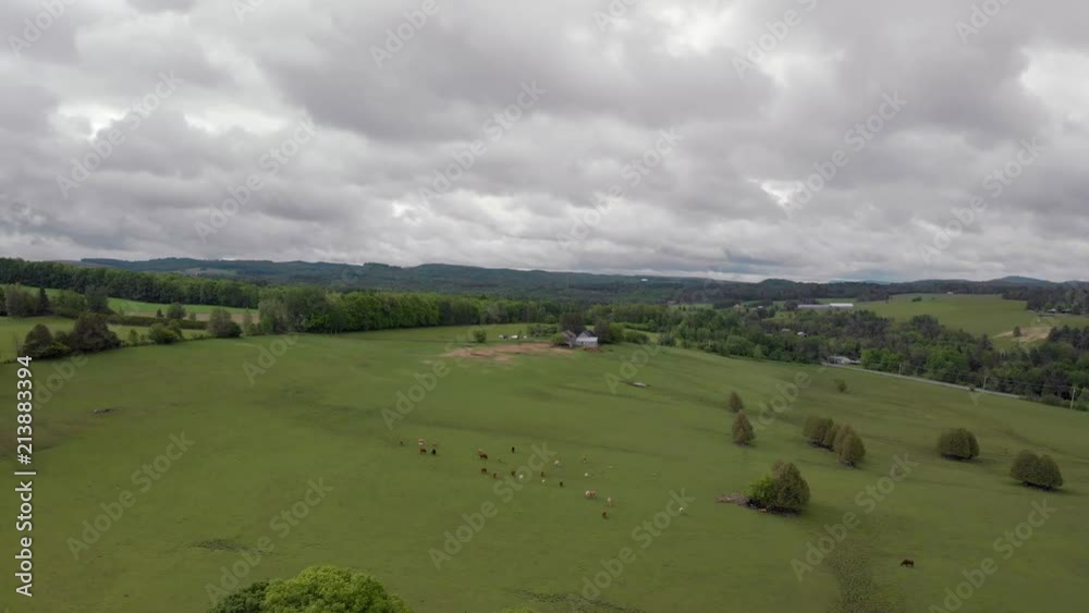 drone high moving view of quebec farmland in spring with cows and house, 4k drone high moving view of quebec farmland in spring with cows and house, 4k