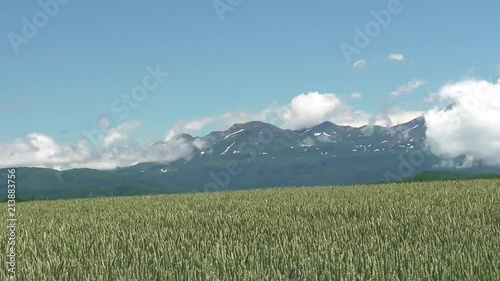 大雪山系を望む美瑛の麦畑