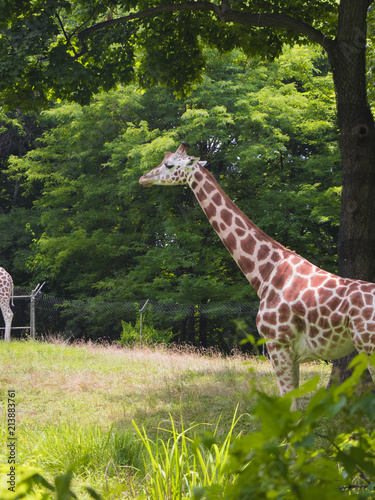 Photography GIRAFFE STANDING IN A FIELD