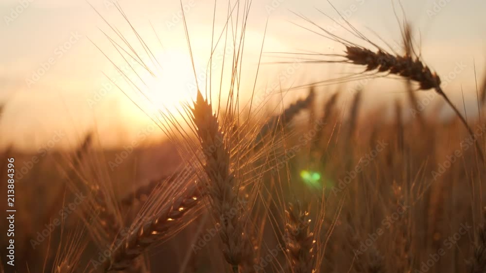 Golden ears of wheat on the field at sunset. Close up of ripe wheat ears. Beautiful backdrop of ripening ears of golden field.