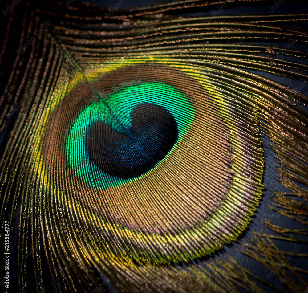 Naklejka premium eye of the feather