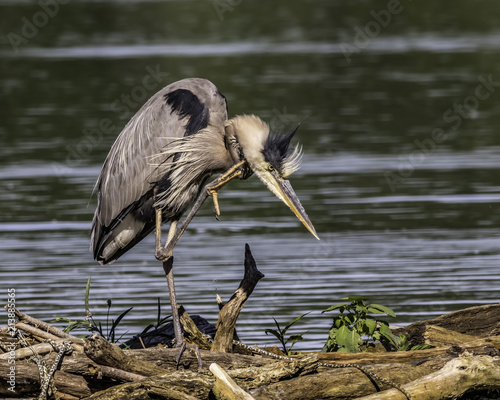 A great blue heron taking time for a scratch. 