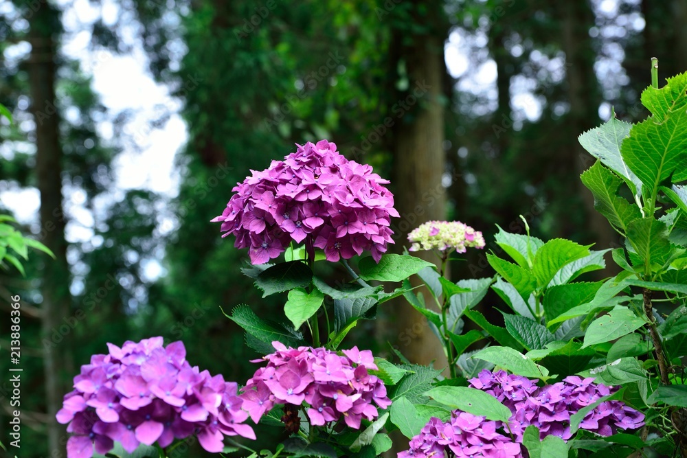Obraz premium 宝八幡宮の紫陽花
